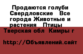 Продаются голуби Свердловские - Все города Животные и растения » Птицы   . Тверская обл.,Кимры г.